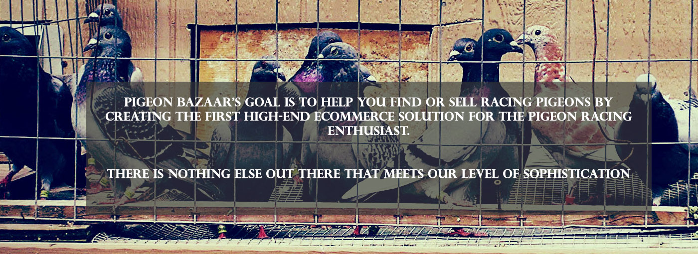 Pigeon Bazaar's goal is to help you find or sell racing pigeons by creating the first high-end eCommerce solution for the pigeon racing enthusiast. There is nothing else that meets our level of sophistication.